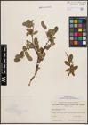 Foto von Salix cordifolia Pursh